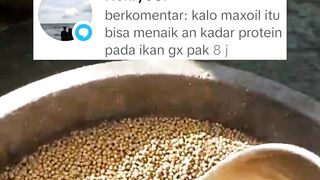 Bagaimana cara menaikan kadar PROTEIN pada pakan yang RENDAH protein❓