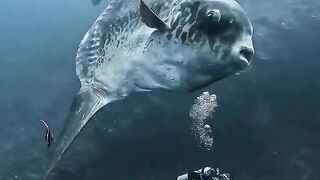 Size of this sunfish