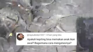 HAMA ikan lele itu BANYAK termasuk yang satu ini