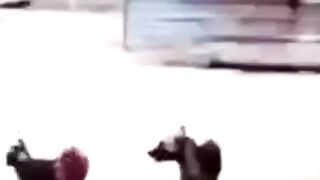 في هذا النزال تفوق واضح لديك عن الكلب