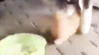 جرو يقاتل من أجل الطعام