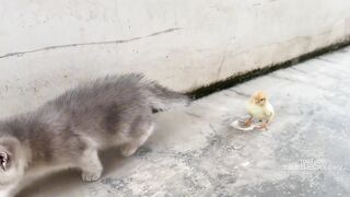 The rooster the hen are confused!The kitten takes the chicks to sleep with the mother cat.Funny cute