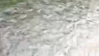 Contoh pendederan lele dikolam BULAT