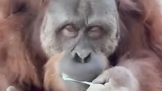 Orangutan my drinkin