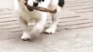 لص من نوع فريد يصرق ليعيش