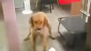 Funnycats&dogslol!!!! ????????