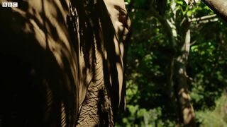 Woman Becomes Part of Elephant Herd