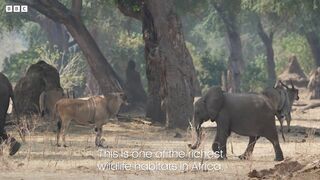 The Tree that Survives Without Rain | Earth’s Great Rivers