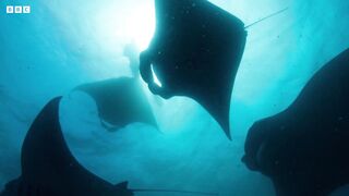 Why Are Manta Rays So Important? | Our Changing Planet