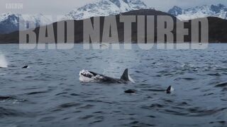 Orcas Kill, But Not Just for Food | Bad Natured