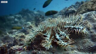 Titan Triggerfish Aggressively Defends Coral Reef | Wild Thailand