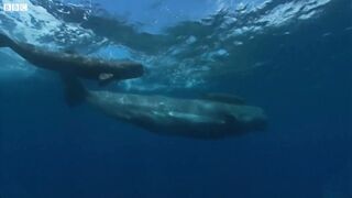 Baby Whale Mistakes Boat For Mother | Ocean Giants