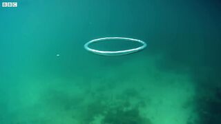Dolphins React to Bizarre Bubbles | Ocean Giants
