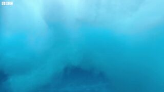 Dolphin Gang War | Ocean Giants