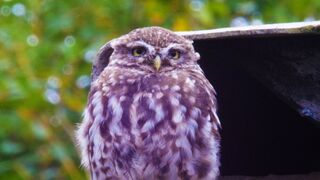 Finding Little Owls in an Abandoned Mine | After We've Gone