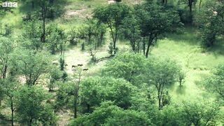 Painted Wolves Ambush Rival Pack