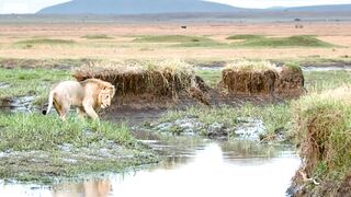 Lion Trapped by Hyenas (Full Clip)