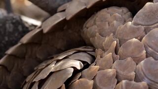 Saving a Pangolin's Life | Natural World