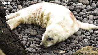 Finding Baby Seals on an Abandoned Island