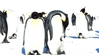 Baby Penguin’s First Steps