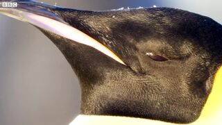 Thousands of Cute Penguin Chicks Hatch