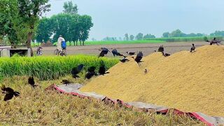 Pand bhot khobsurat ha