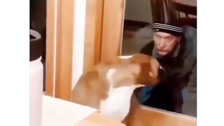 dog shorts compilation