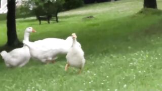 Animals Reunited With Their Owners After Years!