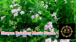 Anxiety relief music for sleeping