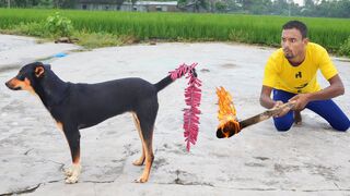 Totally Amazing New Funny Vidéo ???? Top Comedy Vidéo 2024 Épisode 177
