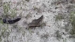 Snake attacks a snake