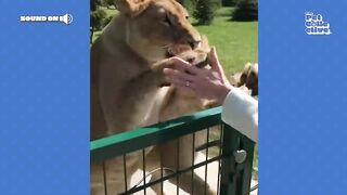 The FUNNIEST Animal Shorts Ever!