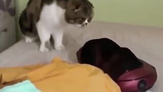 Chat ak Chen