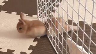 Pet Escape Artists