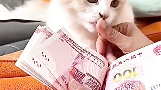 Kucing lucu mata duitan