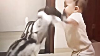 Kucing lucu boksing dengan si dede