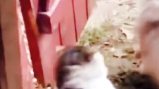 Kucing lucu berantem terus