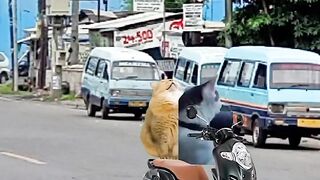 Cat parody????