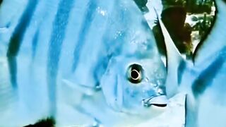 Penomenal ikan di dalam laut