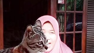 Ngagetin kucing lucu ngakak jeh