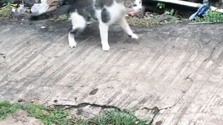 Kucing lucu mabuk sebotol minuman