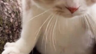 Kucing imut lucu banget