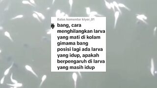 Alat murah ini sangat membentu disaat larva lele MATI dikolam❗Begini cara penggunaanya