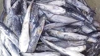 Begini kalau lagi apes terpaksa dipanen lebih awal