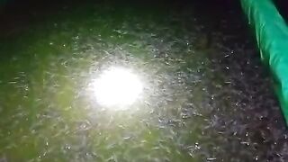 Kolam pendederan lele 2x5x0,5 kapasitas 250rb bibit lele ukuran kecil