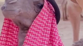 Funny video d