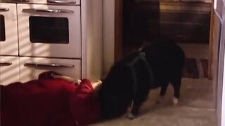 Hero Animals That Saved Human Lives| Best moment of