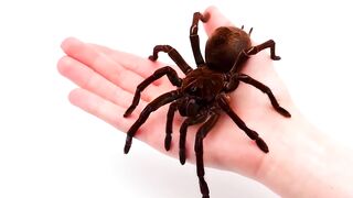 20 HERO ANIMALS THAT SAVED HUMAN LIVES