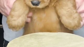 Puppy drums