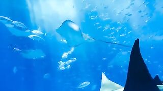 facts about stingrays